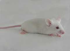 򲡶ģ(Animal model of diabetes melitus)