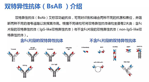 ˫Կ壨BsAB