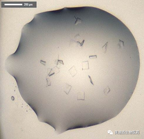SARS-CoV-2һаĤĵRNA 