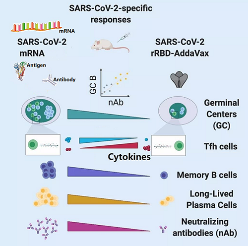 mRNA