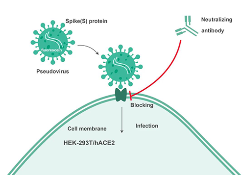 Cell-basedкͿԭ