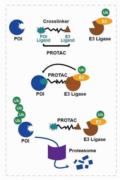PROTACû