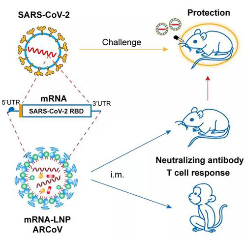 ֬׿mRNA-(mRNA-LNP).jpg