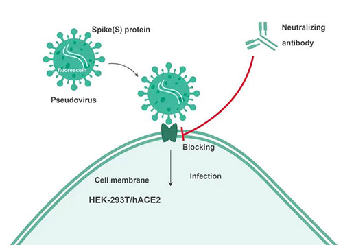 Cell-basedкͿԭ.jpg