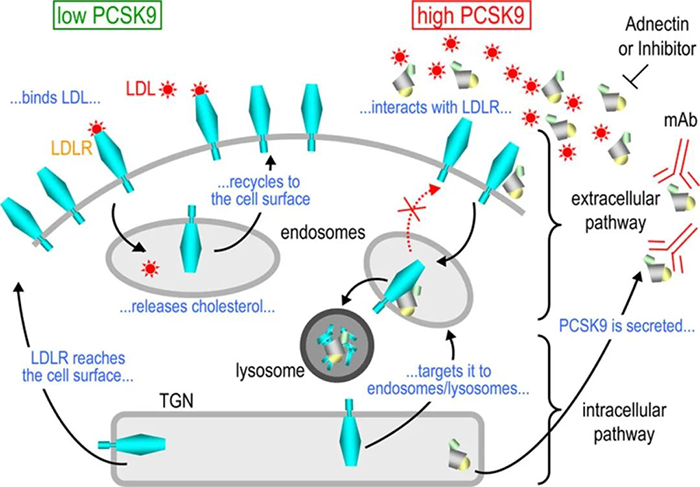 PCSK9-յ-LDL-R-ϸ;ʾͼ.png