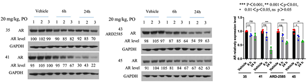 AR--VCaP--AR-׵ҩЧѧ-(PD).png