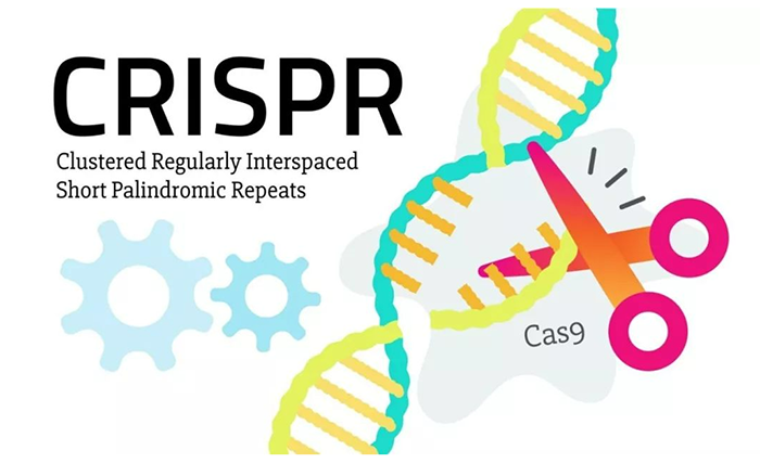 CRISPRCas9 ϵͳЧɿصDNAй.png