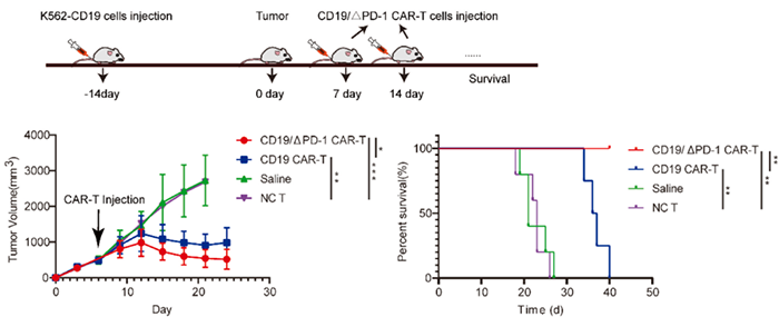 CD19PD-1 CAR-TϸK562-CD19.png