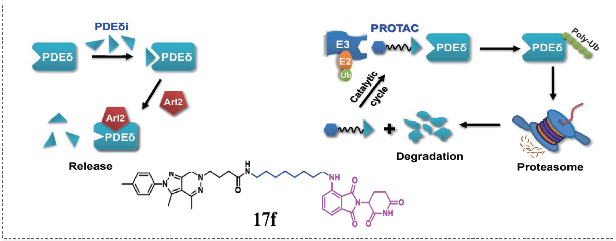 PROTACԺKRAS-PDEƼCompound 17f.png