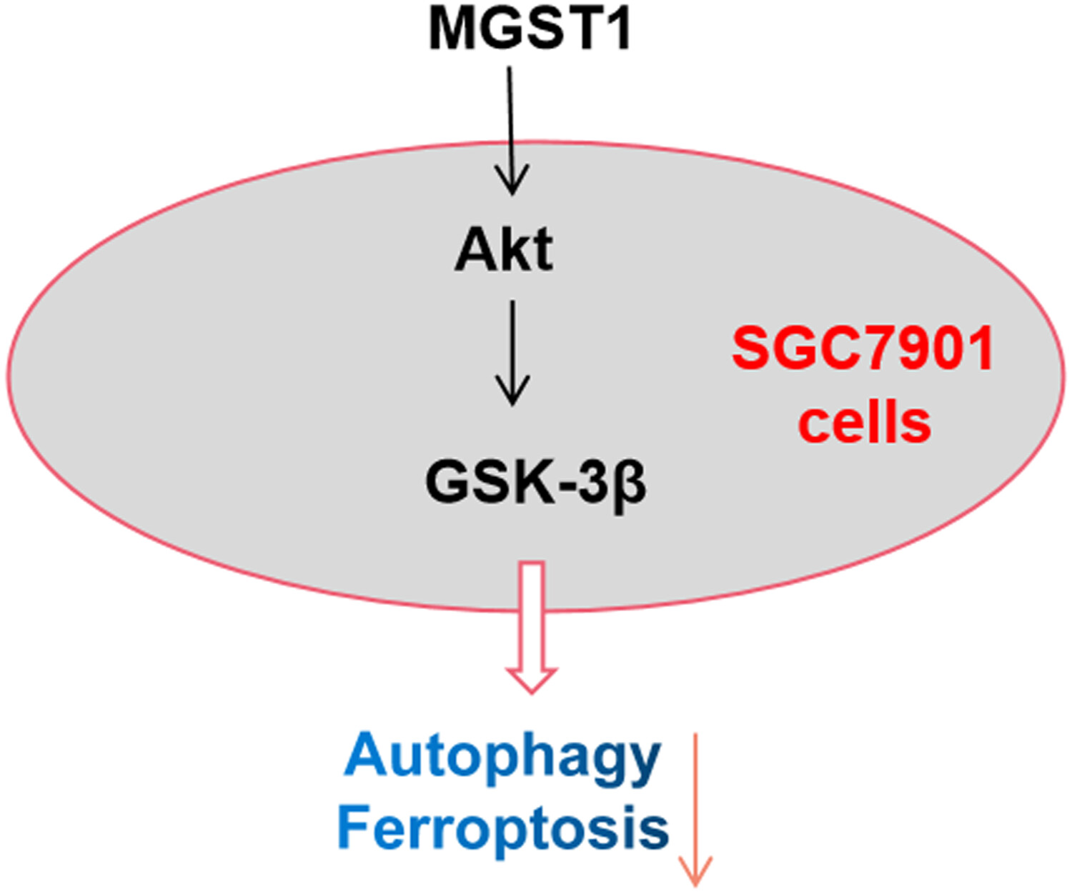 MGST1ͨAkt/GSK-3źͨ·յθϸֳоMGST1ʵͨ